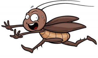 家庭常见的蟑螂是不是美洲大蠊