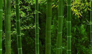 如何养竹子（如何养竹子树盆栽）