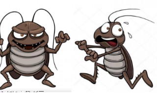 蟑螂最怕什么（蟑螂最怕什么味道能驱除蟑螂）