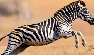 斑马是白底黑纹还是黑底白纹 斑马是白底黑纹还是黑底白纹的马