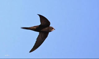 世界上飞的最快的鸟是什么鸟（世界上飞得最快的鸟是什么鸟排名）