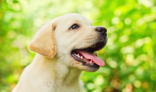 怕狗怎么克服 孩子害怕狗怎么克服