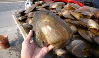 如何在家养河蚌（如何在家养河蚌视频）