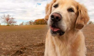 狗狗眼屎多该如何处理 狗狗眼屎多该如何处理掉