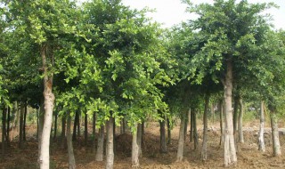 乔木与灌木的区别是什么 乔木和灌木的主要区别