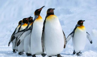 最大的企鹅 最大的企鹅有多大