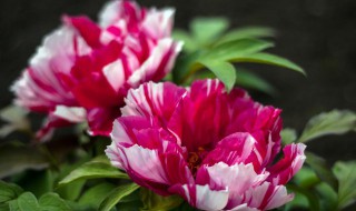 中国的国花（中国的国花是什么花）