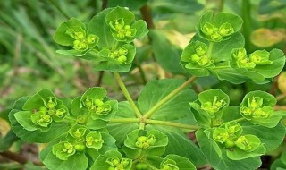 猫眼花养护技巧（猫眼花养护技巧有哪些）