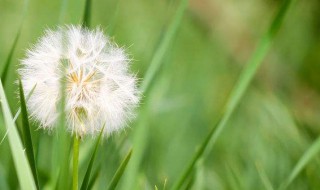 蒲公英根的功效（蒲公英根的功效与作用）
