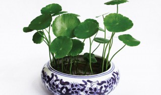 铜钱草的养殖方法和注意事项有哪些