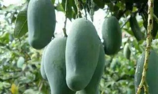 桂七芒果的特点（桂七芒果的特点和作用）