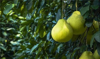 柚子宿舍怎么保存（柚子怎么保存一晚上）