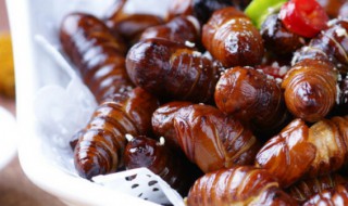 鲜活蝉蛹怎么保存 活蝉蛹怎么储存