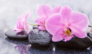 兰花栽培入门（兰花栽培入门目录）