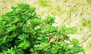 马齿笕怎么样保存