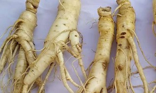 人参怎么烘干保存 人参怎么烘干保存方法