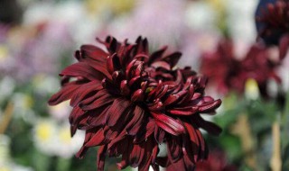 墨菊是什么颜色（墨菊是什么颜色的图片）