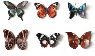 蝴蝶标本制作方法（蝴蝶标本制作方法文字）