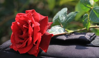 各种玫瑰花的含义 各种玫瑰花的含义浪漫意义告诉你