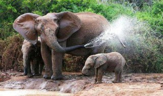 大象用鼻子吸水为什么不会被呛到? 大象用鼻子吸水为什么不会被呛到肺部