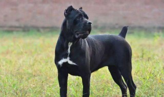 很怕狗怎么办（非常怕狗要怎么克服）