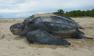 体型最大的海龟是什么龟（体型最大的海龟是什么龟类）