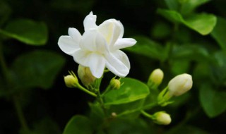 茉莉花家庭养殖方法 茉莉花家庭养殖方法图解