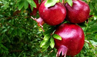 种瓜果怎么使用磷酸二氢钾 磷酸二氢钾在瓜果使用的浓度是多少?