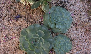纯沙子养多肉（纯沙子养多肉的好处）
