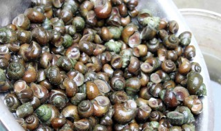 如何清洗螺蛳（如何清洗螺蛳最好方法?）