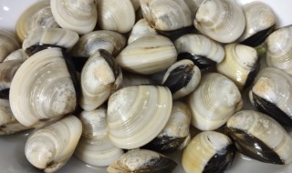 白贝如何清洗（白贝如何清洗才可以打火锅）