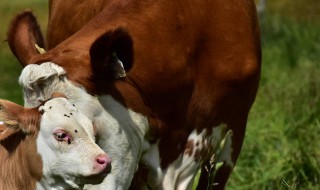 牛的年龄鉴别方法（牛的年龄鉴别方法图片）