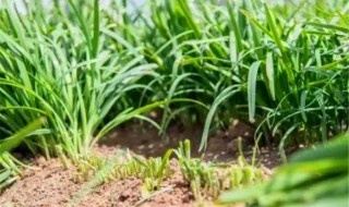 韭菜种子的种植方法 韭菜种子的种植方法和时间