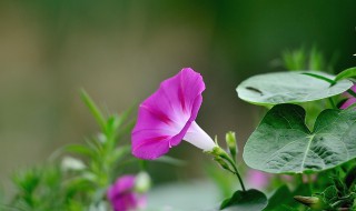 牵牛花种植时间方法（牵牛花种植方法和时间）