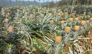 波罗盆栽种植方法 波罗盆栽种植方法图片