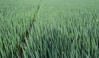 分葱最好种植方法（分葱的栽培技术）