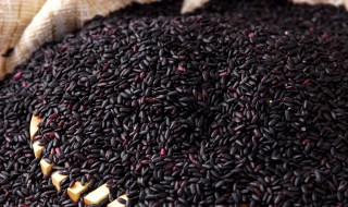 黑米真假的鉴别方法（黑米真假的鉴别方法视频）