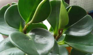 吸烟鬼的养殖方法 吸烟鬼的养殖方法视频和注意事项