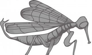 电蚊香片正确使用方法 枪手电蚊香片正确使用方法