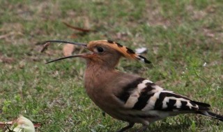 鸟拉屎在头上补救方法 鸟拉屎在头上是什么征兆