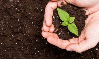 烧苗的补救方法（烧苗的补救方法和产生原因）