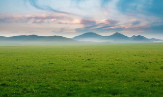 草坪枯死补救方法（草坪发黄干枯用什么药）