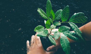 幼苗徒长补救方法 幼苗徒长补救方法图片