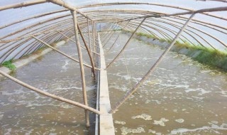 养虾水要怎么处理（养虾的水需要困几天）