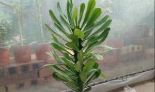 龙骨怎样做盆景（龙骨怎样做盆景图片）