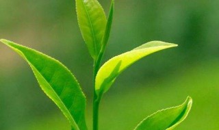 绿茶变味怎么处理 绿茶变味道怎么处理