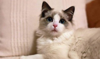 猫尿难闻怎么处理 猫尿难闻怎么处理干净