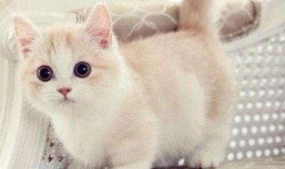 奶猫眼屎怎么处理 奶猫眼屎怎么处理好