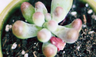 多肉涝了怎么处理 多肉浇了很多水怎么办