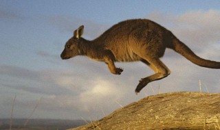 袋鼠之国是哪个国家 花园之国是哪个国家